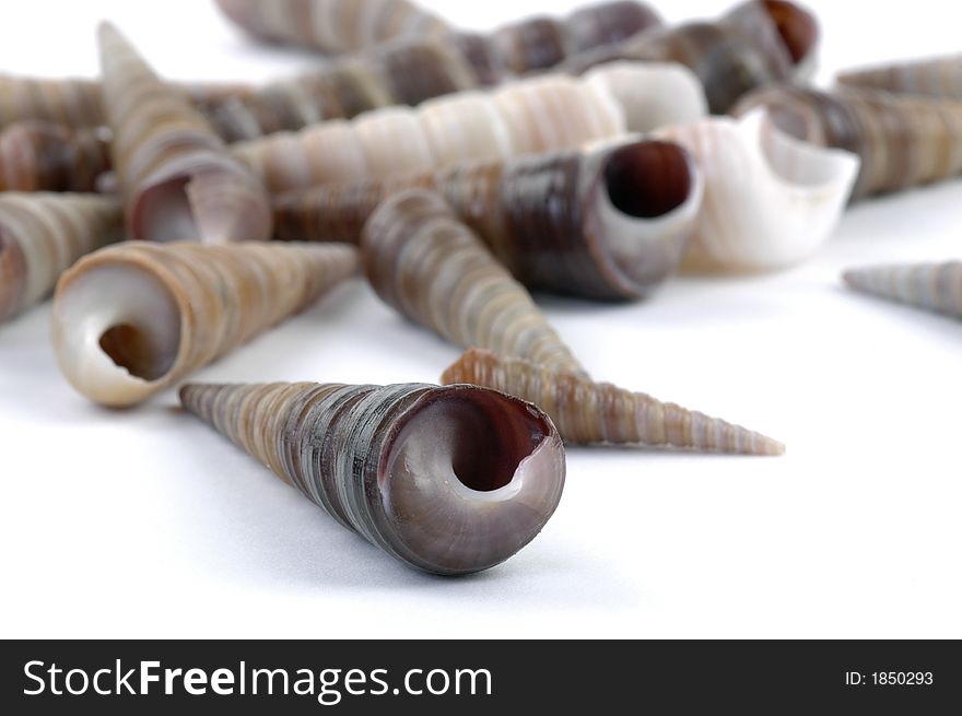 Close-up of spiral shaped sea shells. Close-up of spiral shaped sea shells.
