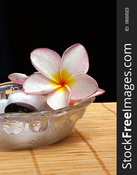 Frangipane flower and pebbles in glass bowl