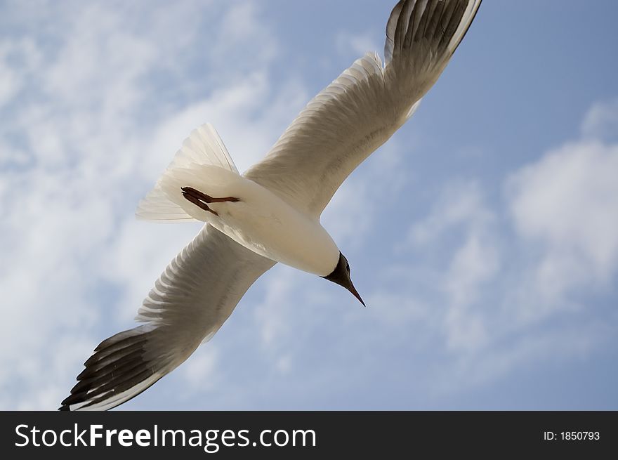 Seagull fluing in the sky with spread wings
