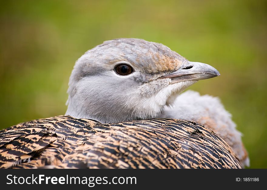 Portrait close up bustard in a zoo in Kiev. Portrait close up bustard in a zoo in Kiev