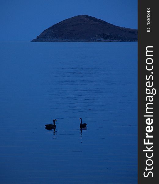 Swans in the sea sitting talking about the weather perhaps?. Swans in the sea sitting talking about the weather perhaps?