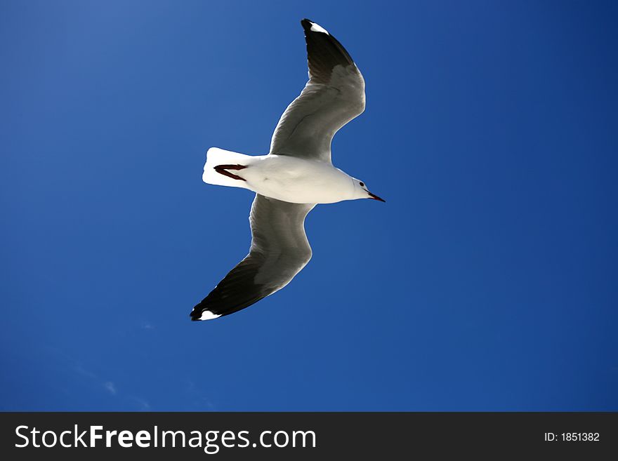 A seagulls flying in the blue sky