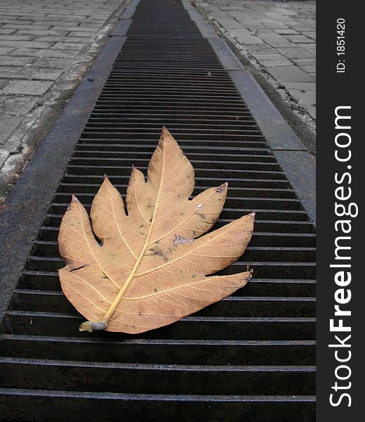 A large leaf on a bricked ground with metal drain grills. A large leaf on a bricked ground with metal drain grills.