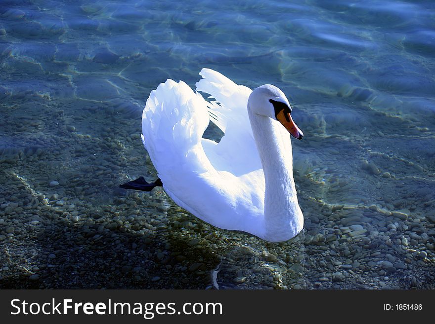 Beautiful swan on the Jarun park lake, Zagreb, Croatia