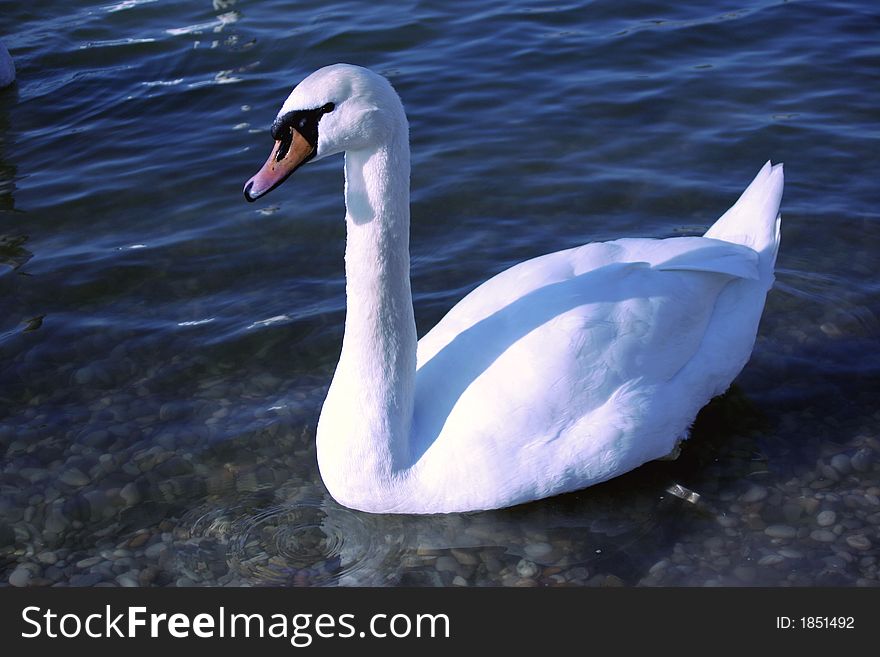 Beautiful swan on the Jarun park lake, Zagreb, Croatia