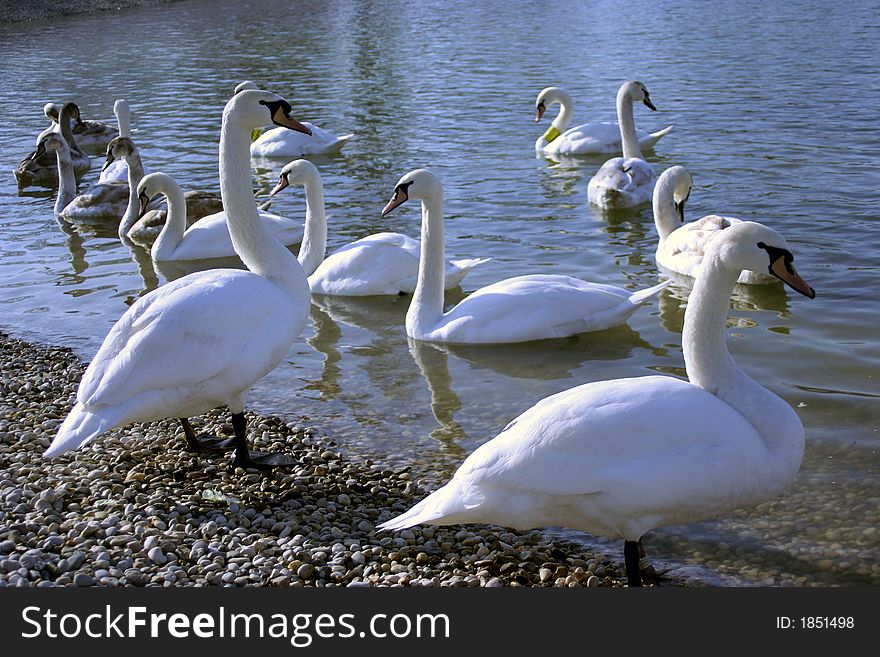Beautiful swans on the Jarun park lake, Zagreb, Croatia