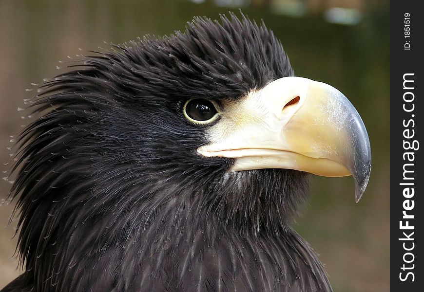 Close view of eagleÂ´s eye and beak, full of power