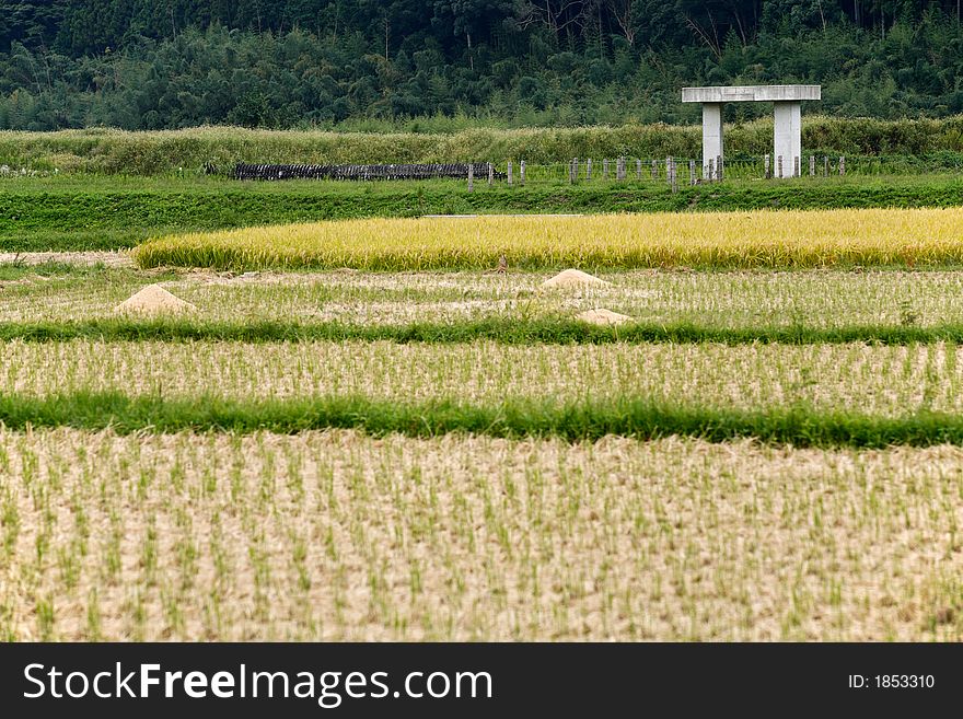 A concrete Japanese Bird's Home, aka Torii, in a rice field. A concrete Japanese Bird's Home, aka Torii, in a rice field.