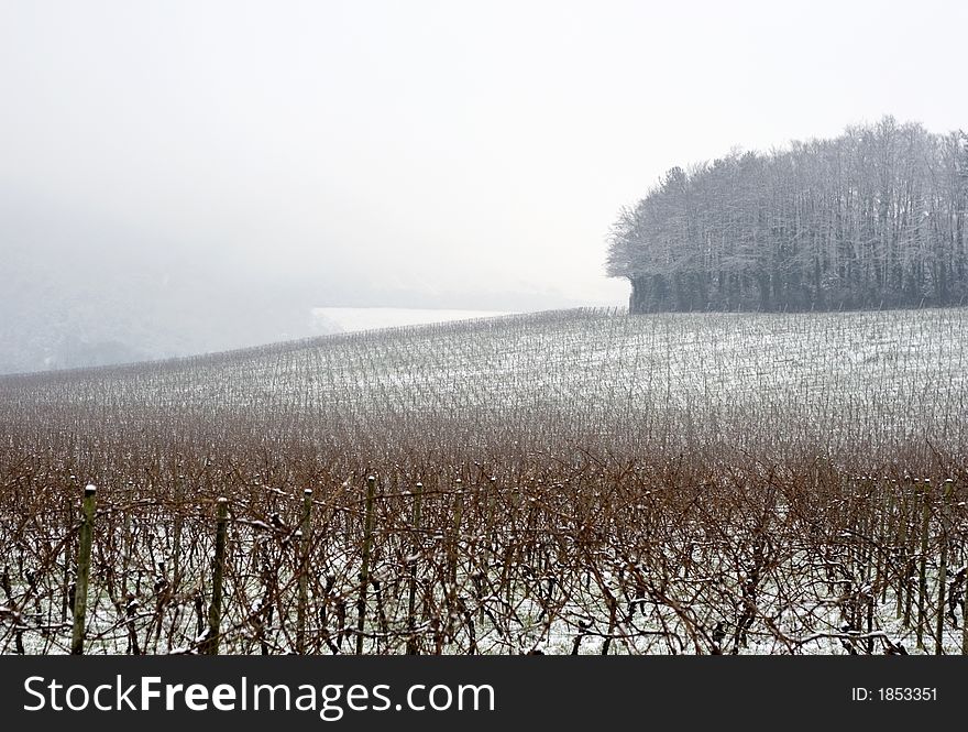 Foggy morning in vineyard