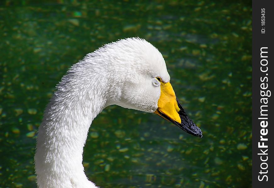 White swan at the pool