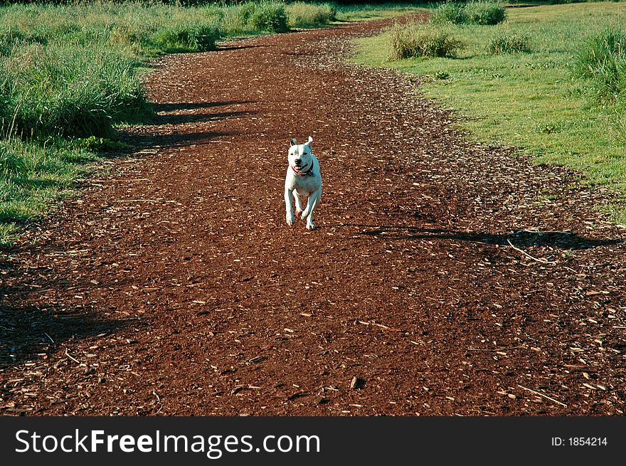 Staffordshire Terrier on the run at Marymoor Park in Redmond,WA. Staffordshire Terrier on the run at Marymoor Park in Redmond,WA