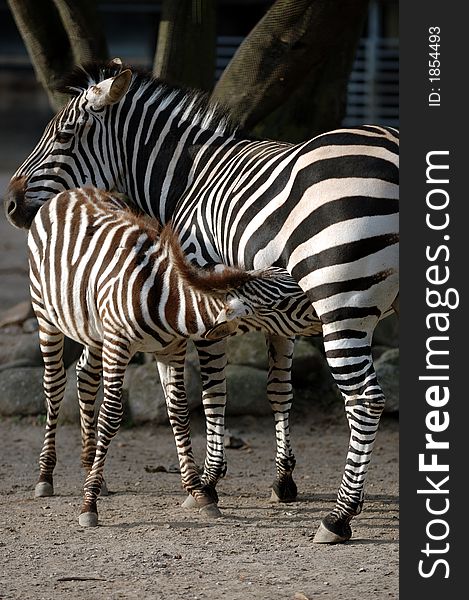 Zebra fedding