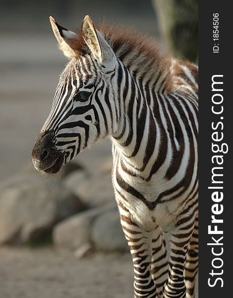 Young zebra