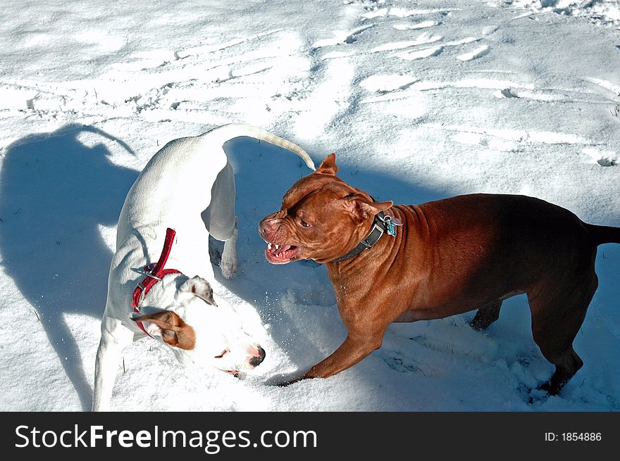 Playing in the snow