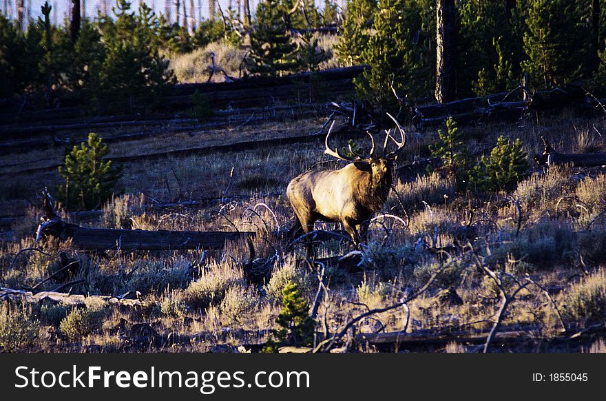 This is a bull elk bugling to his cows.I took this photo in wyoming on a september morning. This is a bull elk bugling to his cows.I took this photo in wyoming on a september morning.