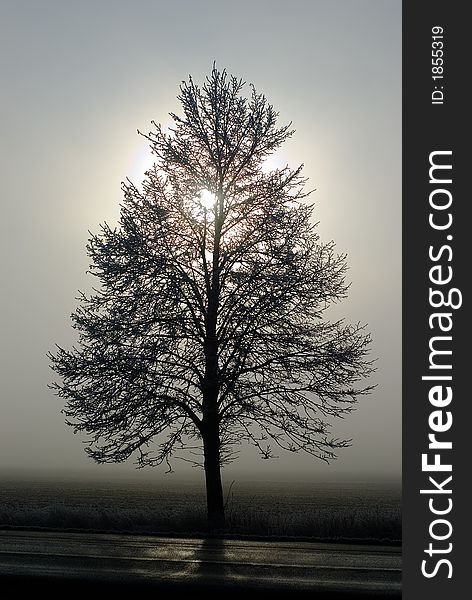 Sun in fog behind the tree. Sun in fog behind the tree