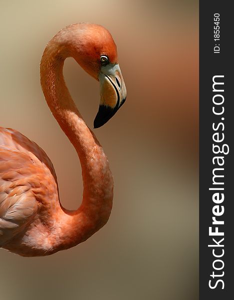 A Mexican Flamingo with a shallow depth of field