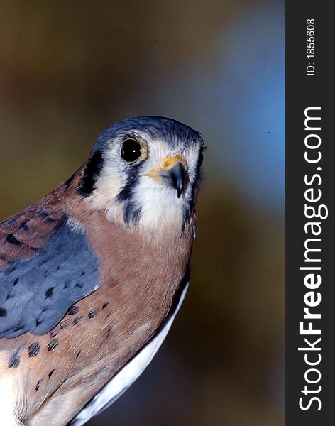 Male american kestral close-up. Male american kestral close-up