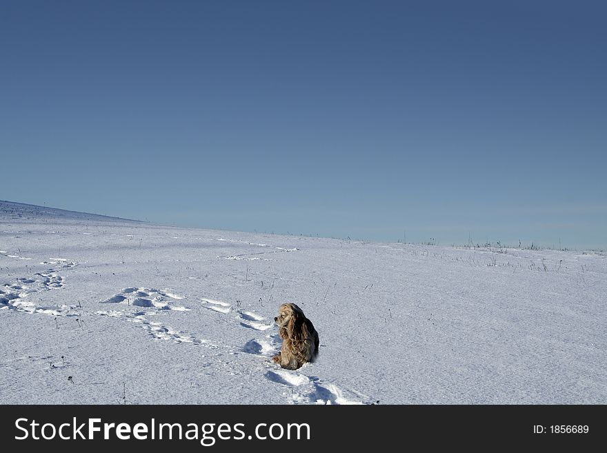 Spaniel on a snowy backround. Cold weather