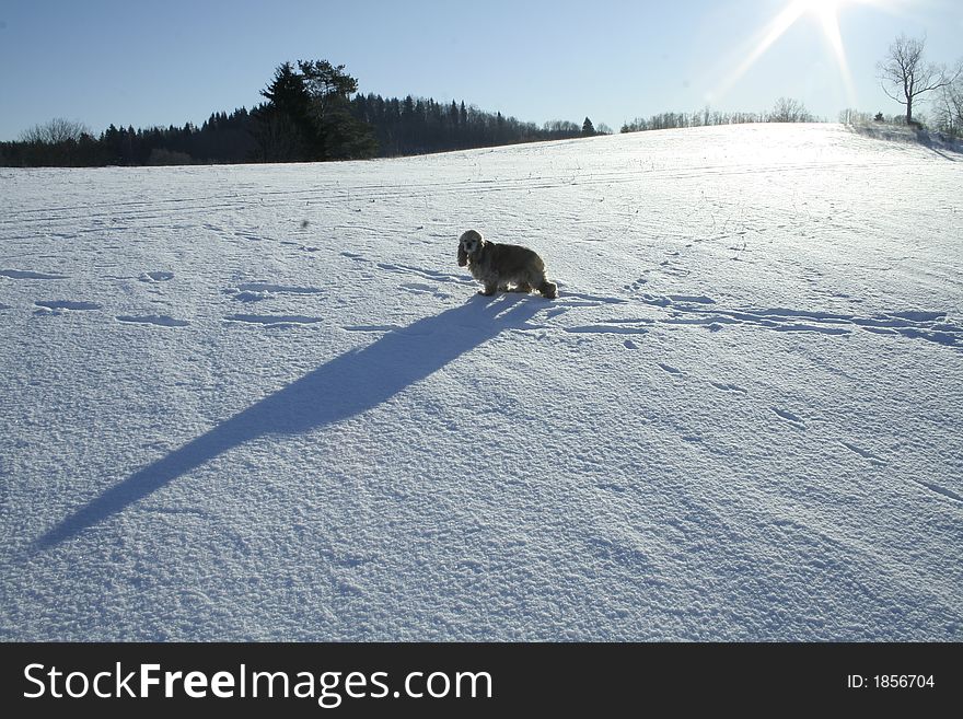 Spaniel on a snowy backround. Cold weather