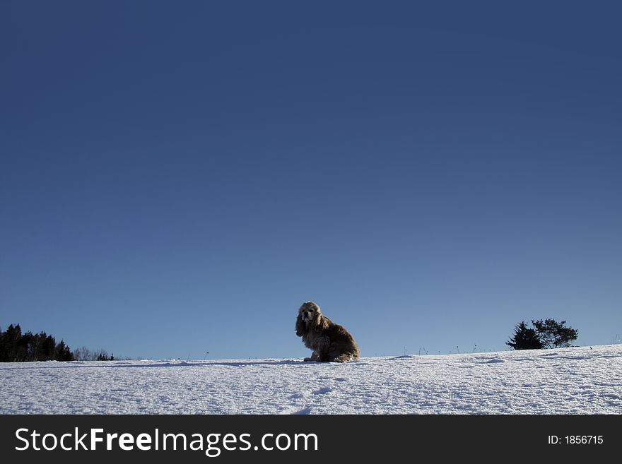 Spaniel on a snowy backround. Cold weather