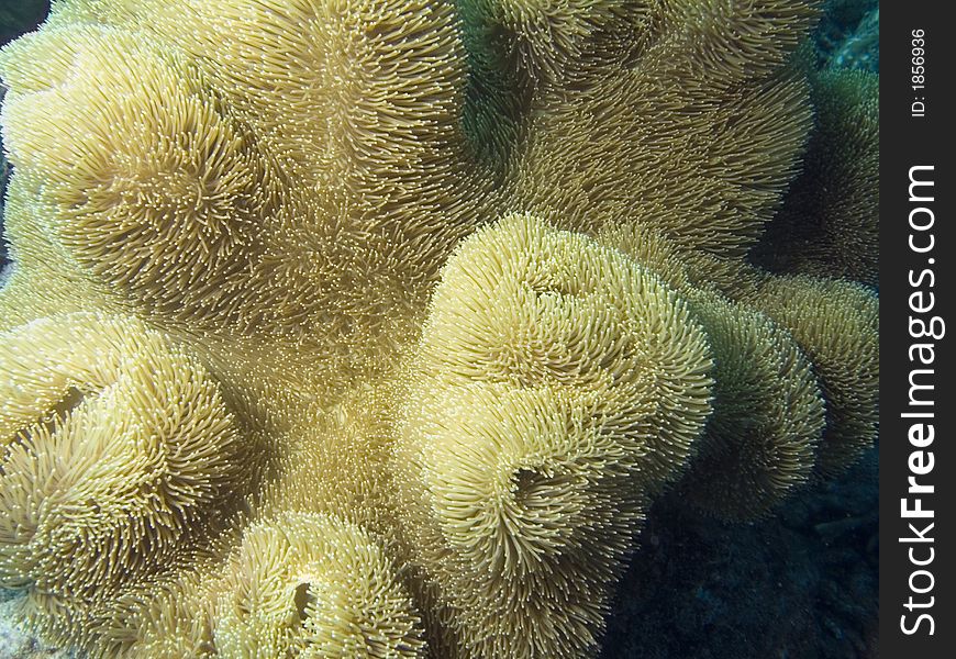 Close up of soft coral on tropical reef. Close up of soft coral on tropical reef.