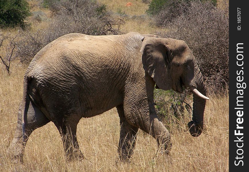 A elephant on a stroll