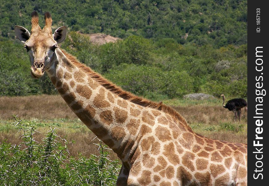 A giraffe looking at you. A giraffe looking at you