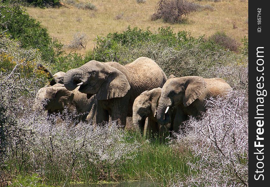 A group of elephants drinking water