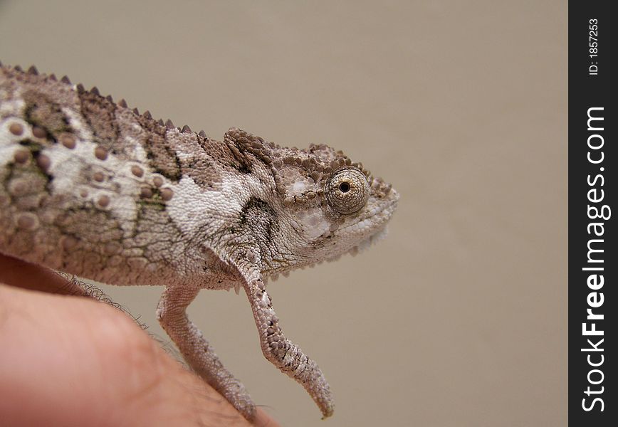 A chameleon found in the garden
