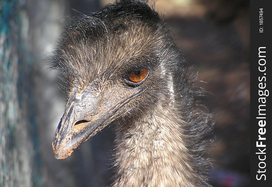 Emu close-up, watching the surroundings