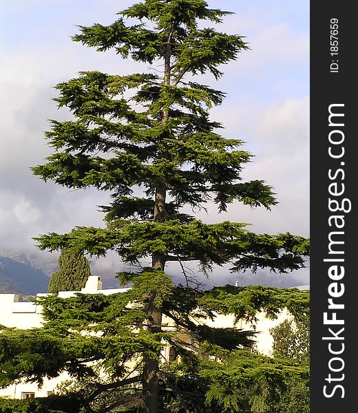 Crimea's pine-tree in the nice sunny day