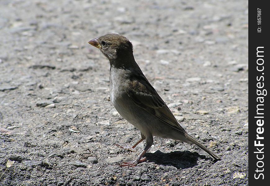 Sharp sparrow on the grey graund