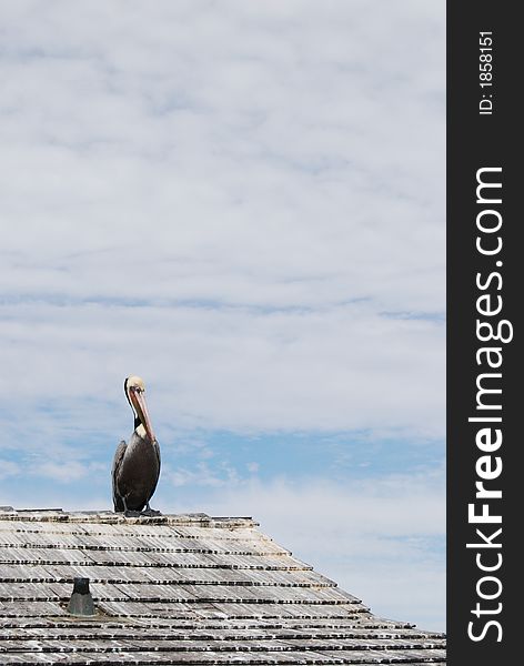Pelican sitting on roof top. Pelican sitting on roof top
