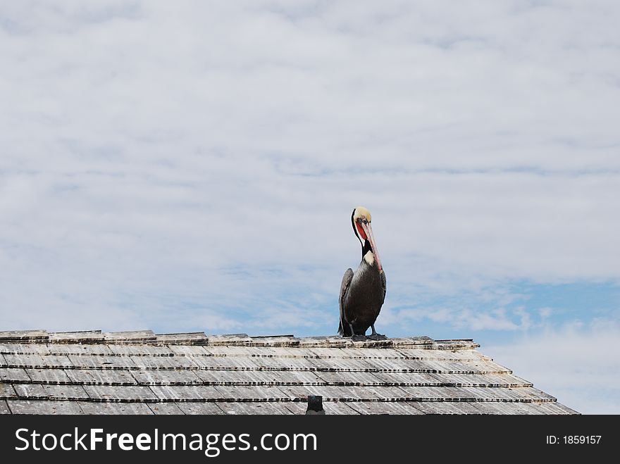 Pelican On Roof Top