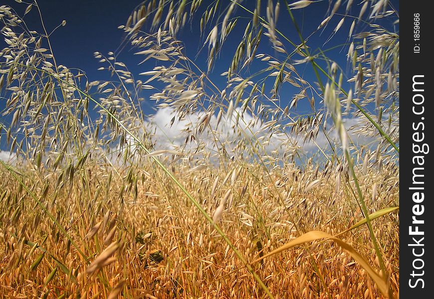 Summer landscape of grain meadow.