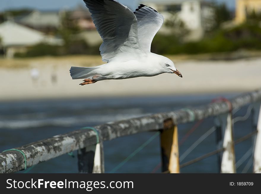 Seagull hovering over jetty or pier