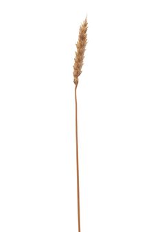 Wheat Ear Royalty Free Stock Image