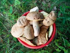 Bucket Of Mushrooms Stock Photography Bucket Of Mushrooms Stock Photography