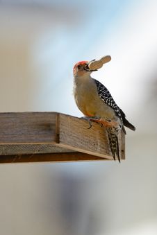 Red-Bellied Woodpecker Stock Image Red-Bellied Woodpecker Stock Image