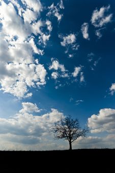Lone Tree Silhouette Stock Image