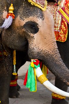 Elephant Close Up Royalty Free Stock Image Elephant Close Up Royalty Free Stock Image