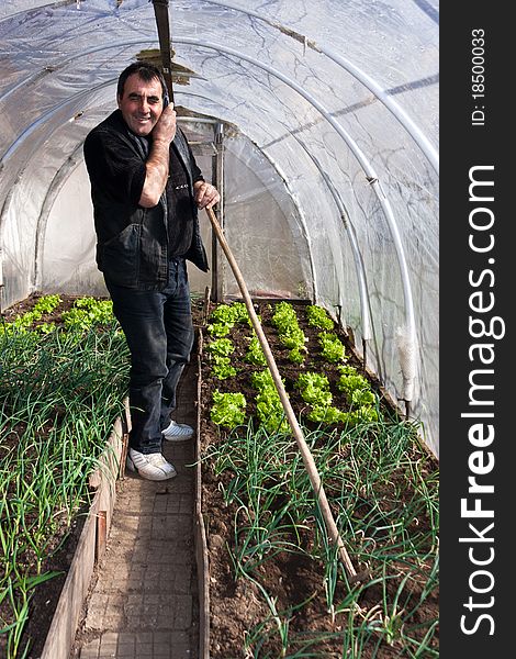 Man working in a real greenhouse talking on mobile phone. Lettuce and onion visible. Artistic selective focus. Man working in a real greenhouse talking on mobile phone. Lettuce and onion visible. Artistic selective focus.