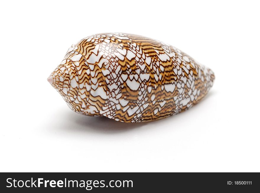 Seashell on white background close up