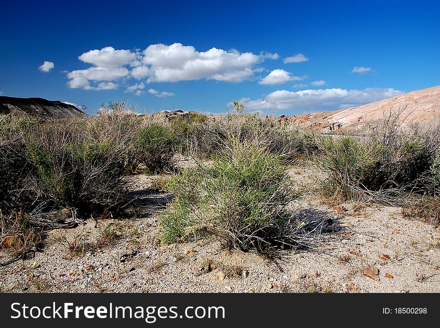 Semi-desert with blue sky in national park, California, USA. Semi-desert with blue sky in national park, California, USA.