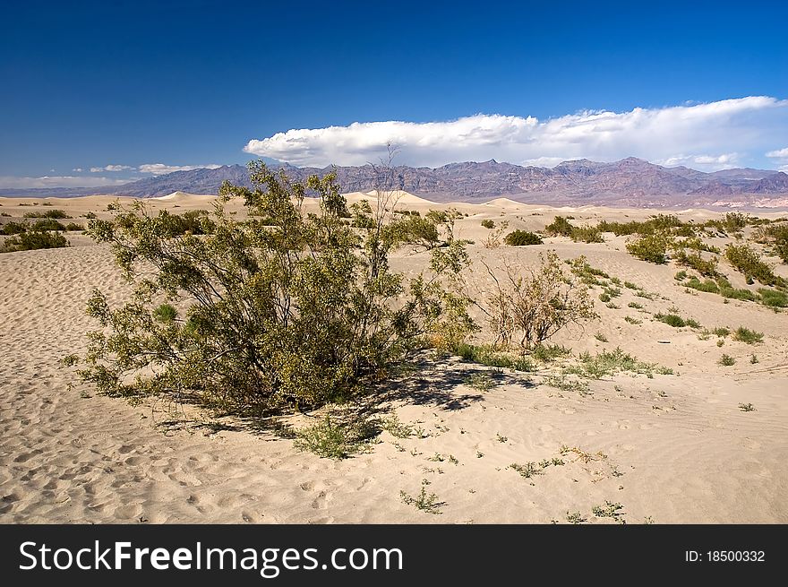 Semi-desert with blue sky in national park, California, USA. Semi-desert with blue sky in national park, California, USA.