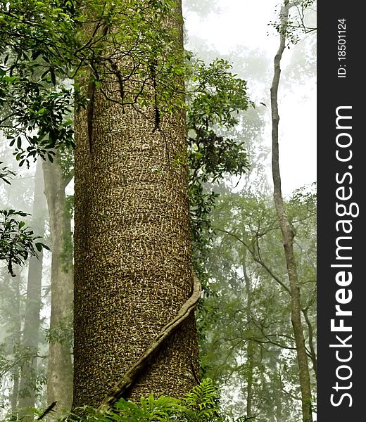 Australiana Majestic bunya pine tree trunk towers above australian rainforest Bunya mountains  Queensland. Australiana Majestic bunya pine tree trunk towers above australian rainforest Bunya mountains  Queensland