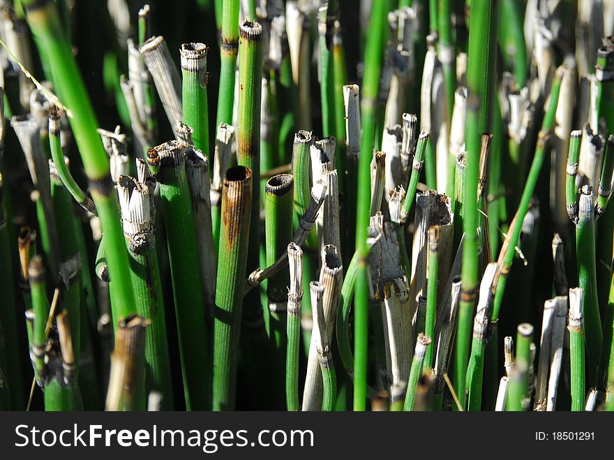 Pictured is a small garden of Bamboo.