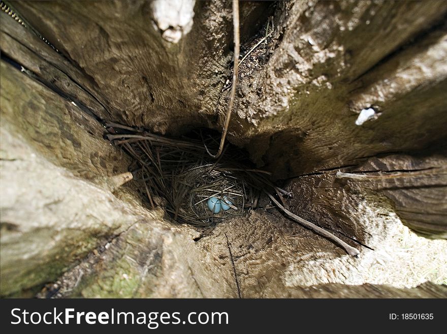 Nest with blue eggs in log