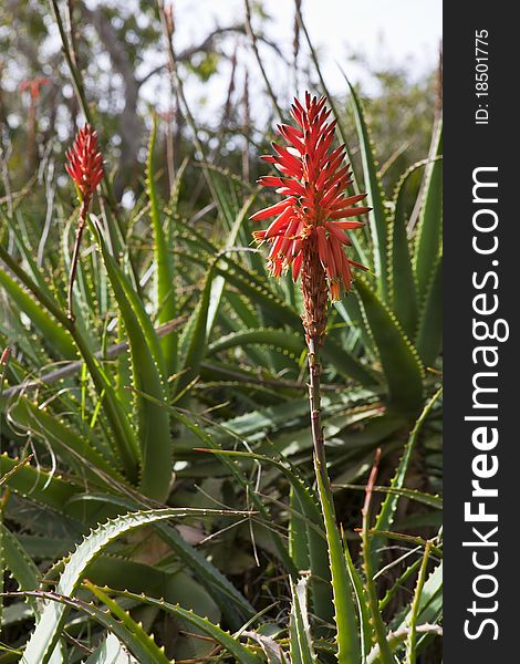 Aloe flower on a background of leaves and sky